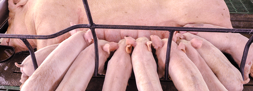 L-arginine supplementation in pregnant sows