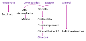 Glicerol