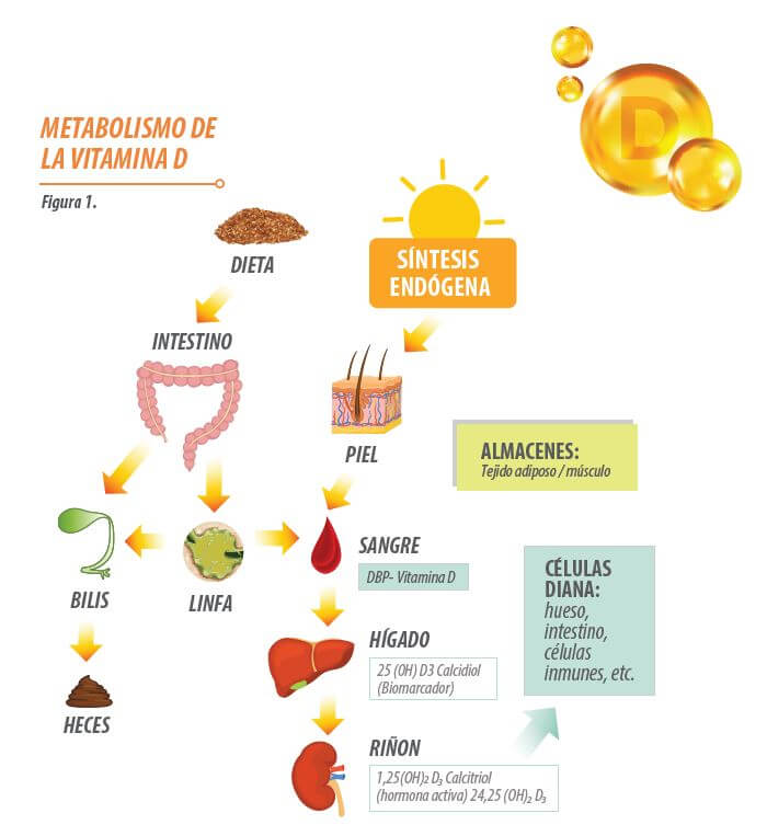 vitamina D