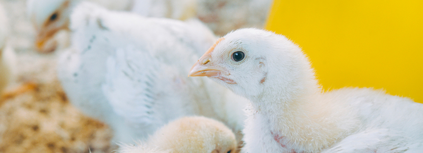 Probióticos en pollos: una estrategia para las producciones intensivas