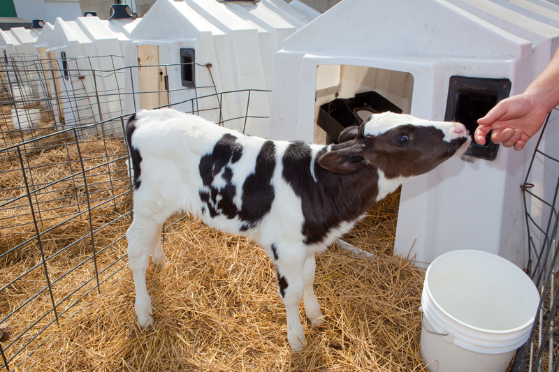Rumen microbiota modifications through fiber supplementation in calves