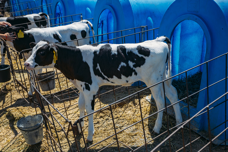 Zinc levels and respiratory disease in calves