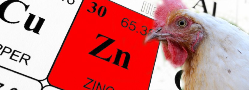 Importancia del Zinc en las aves de corral
