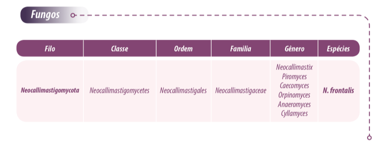 microbioma-ruminal-fungos