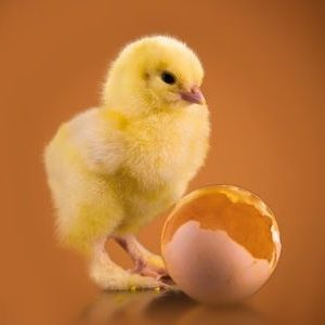 Perinatal nutrition of chicks. Part 1: In-ovo feeding