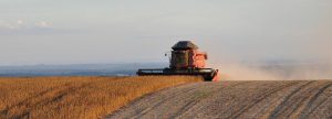 Cáscara de Soja: un subproducto más que interesante