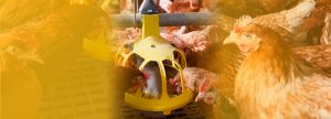 ¿Cómo es la alimentación de aves en Perú?