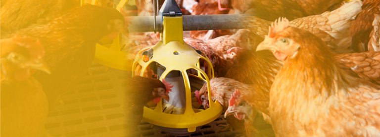 ¿Cómo es la alimentación de aves en Perú?