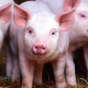 Intestinal health and antimicrobial resistance (AMR) in pigs