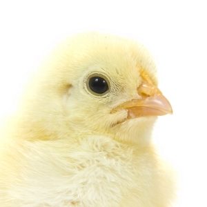 Perinatal feeding of chicks. Part 2: First hours and days of life
