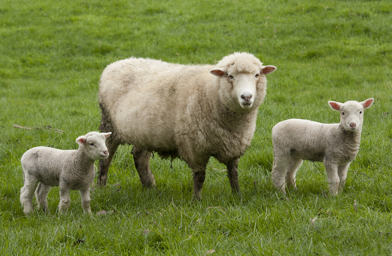 Ewe nutrition: A review of the basics and new advances on the subject!