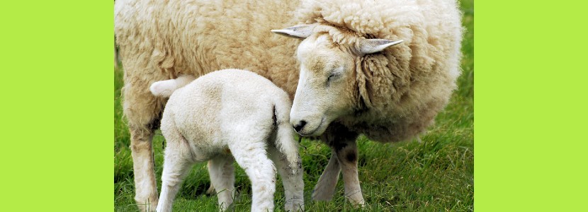 Variation in pasture based diets increases feed intake in lambs