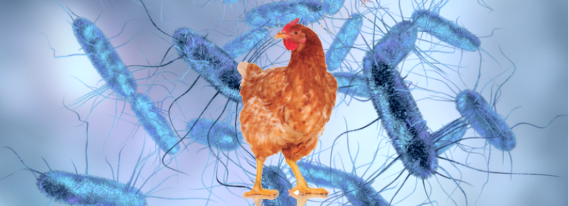 Respuesta del epitelio intestinal en pollos infectados con Salmonella