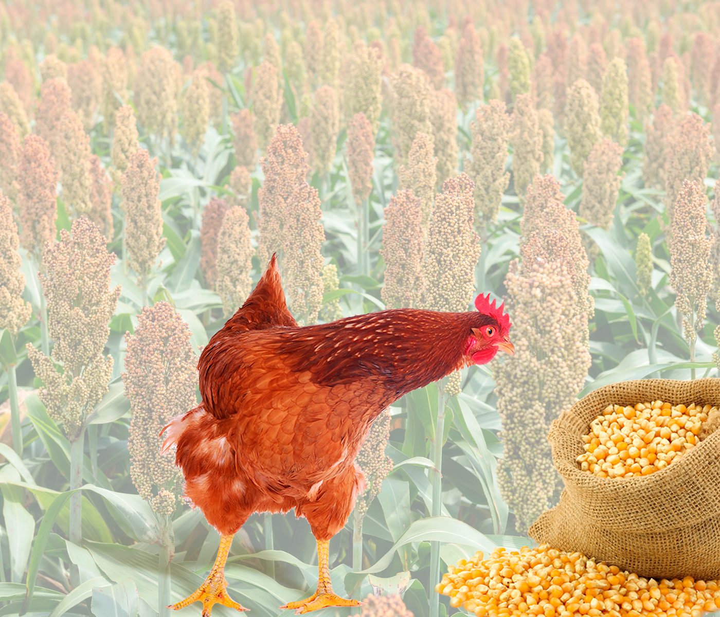 Grano de sorgo como reemplazo del maíz en dietas para aves