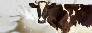 Importancia de la vitamina D en vacas lecheras