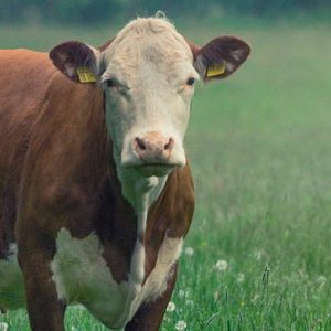 New findings on the use of thymol to reduce ruminant’s methane emission