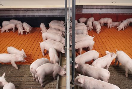 Liquid feed in pig production