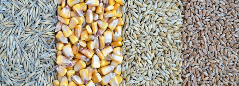 Cereal grains and how to improve their nutritional value?