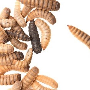 Using black soldier fly larvae as a source of protein