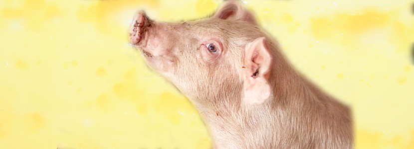 Alimentación líquida en producción porcina