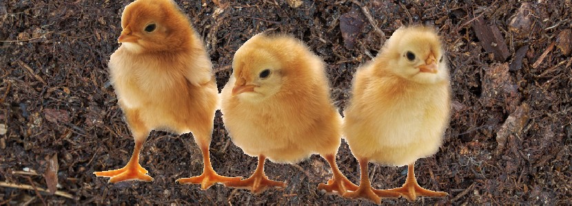 Beneficios de la adición de Ácido Húmico en dietas avícolas