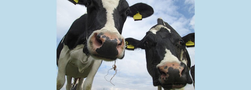 ¿Cómo afecta la inclusión de grasas en la dieta de vacas lecheras?
