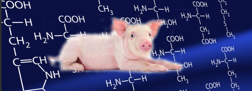 Aminoácidos en cerdos: ¿Qué debemos saber?