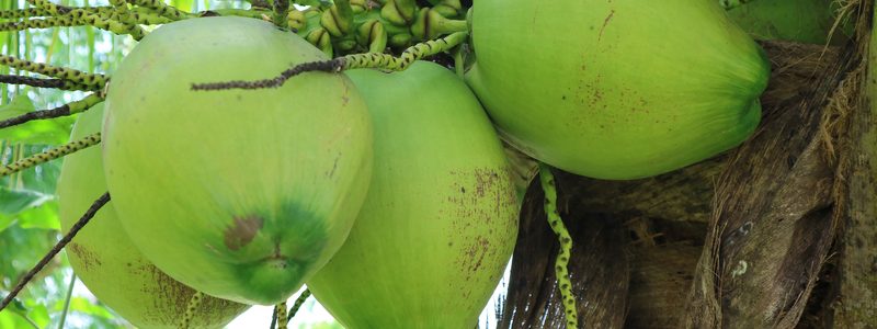 Beneficios de la harina de coco en la salud intestinal de las aves