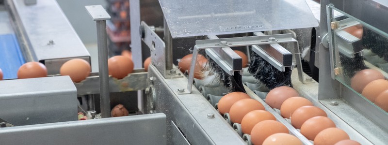 Mejorando la calidad de los huevos: peso y tamaño