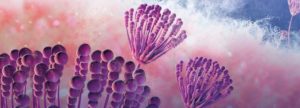 Micotoxinas en carne y productos cárnicos