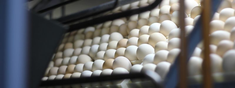 Nuevas herramientas en avicultura: alimentación in ovo