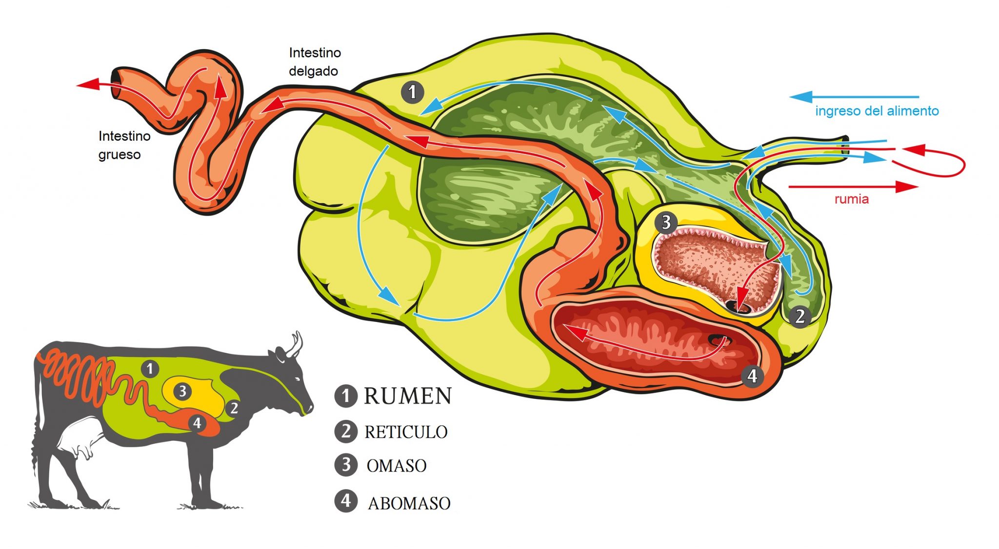 Acidosis ruminal ¿De qué se trata esta enfermedad?