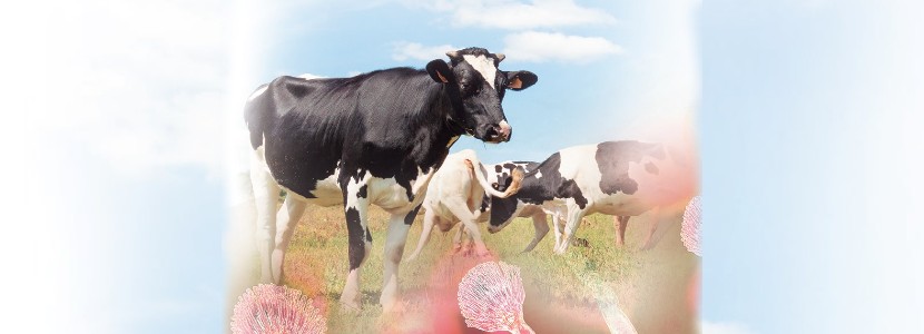 Impacto del uso de un organoaluminosilicato en el ganado lechero