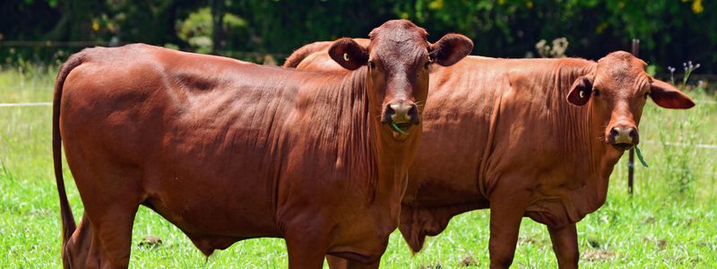 Ácidos orgánicos como sustitutos de monensina en el ganado de carne