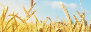 Septiembre 2020, Informe ASFAC de mercados de materias primas