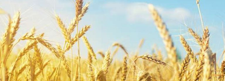 Septiembre 2020, Informe ASFAC de mercados de materias primas