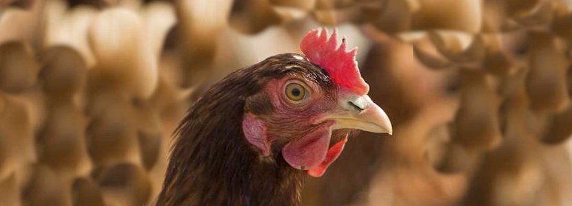 Nutrición y Alimentación en pollos de crecimiento diferenciado