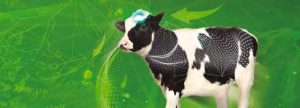 La motivación de los animales es clave para el éxito de la producción
