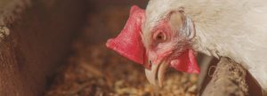Nutrición y Salud Animal “Factores relacionados y dependientes entre sí”