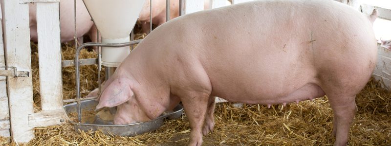 Selección genética según el consumo residual de alimento en cerdos