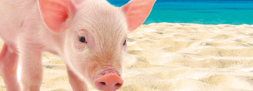 Heat stress management in pigs during summer