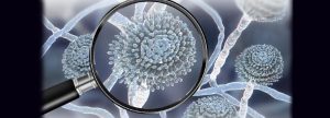 Conociendo a las micotoxinas