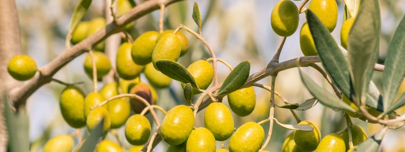 La pulpa de aceituna. Descúbrela en nuestro canal YouTube