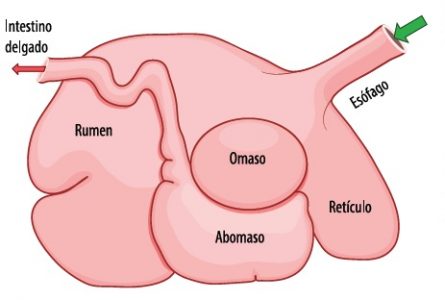 proteína