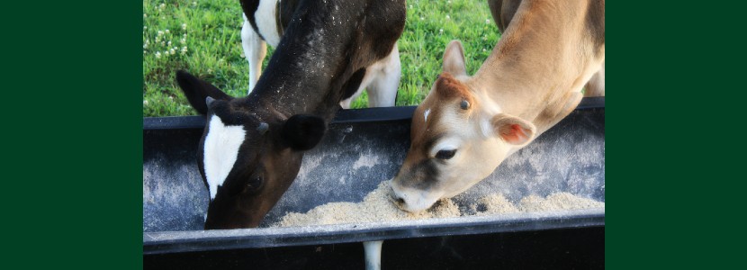 Nutrición de las vacas Jersey: ¿pequeñas vacas Holstein o una raza aparte?