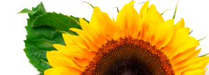 Torta de presión (expeller) de semillas de girasol