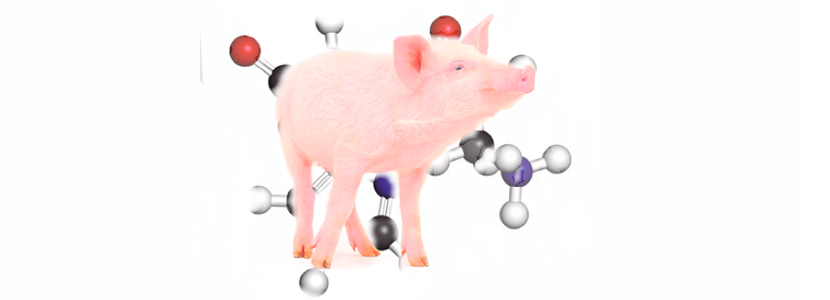 Formulando dietas bajas en proteína: Histidina, aminoácido limitante en porcino