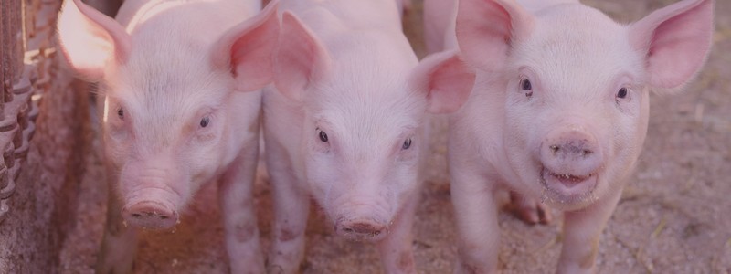El papel de los aditivos en la salud intestinal de cerdos y aves. Parte III