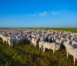 Os desafios estratégicos para a cadeia produtiva da carne bovina em 2040