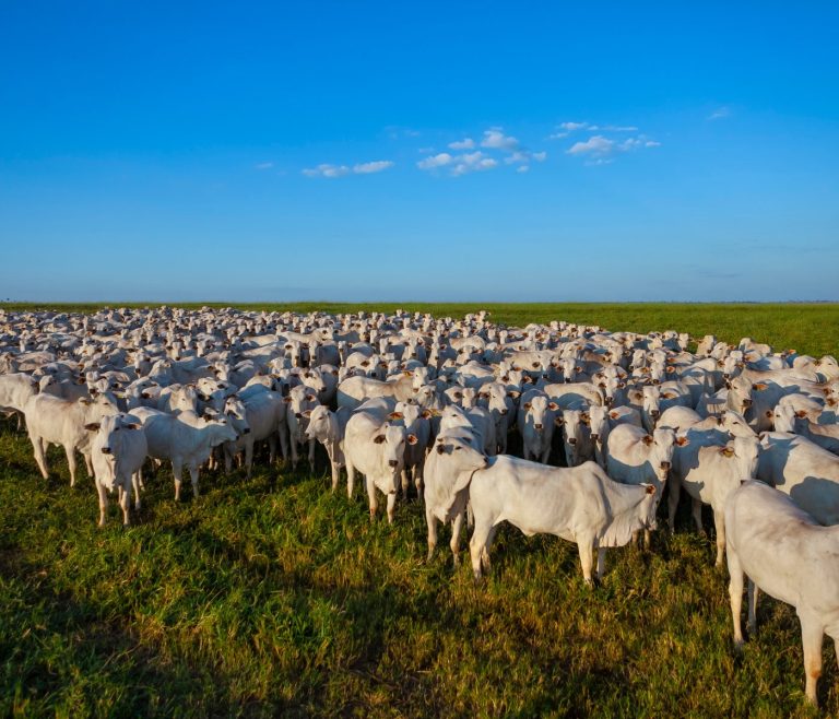 Os desafios estratégicos para a cadeia produtiva da carne bovina em 2040